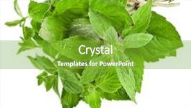  Presentation with oregano - Colorful slide set enhanced with fresh oregano or marjoram herb backdrop and a shamrock green colored foreground