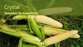  Presentation with corn - Presentation design consisting of fresh-organic-corn background and a tawny brown colored foreground