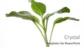  Presentation with green fresh food - Presentation design with fresh-organic-green-choy-sum background and a white colored foreground