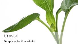  Presentation with green fresh food - Slide deck featuring fresh-organic-green-choy-sum background and a white colored foreground