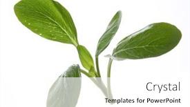  Presentation with green fresh food - Slides consisting of fresh-organic-green-choy-sum background and a white colored foreground