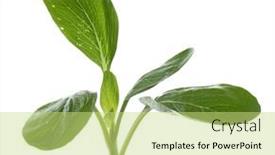  Presentation with green fresh food - Slide set having fresh-organic-green-choy-sum background and a yellow colored foreground