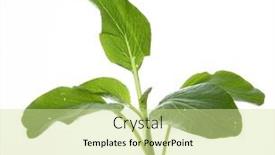  Presentation with organic cooking - PPT layouts enhanced with fresh-organic-green-choy-sum background and a soft green colored foreground