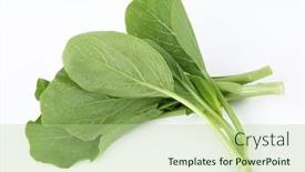  Presentation with green fresh food - Presentation theme consisting of fresh-organic-green-choy-sum background and a mint green colored foreground