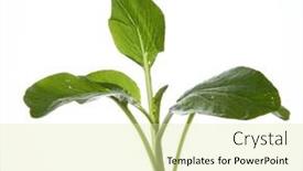  Presentation with organic cooking - Slide set consisting of fresh-organic-green-choy-sum background and a soft green colored foreground