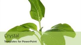  Presentation with green fresh food - PPT theme having fresh-organic-green-choy-sum background and a yellow colored foreground