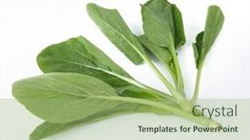  Presentation with organic cooking - Presentation theme enhanced with fresh-organic-green-choy-sum background and a mint green colored foreground