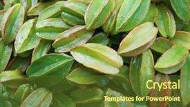  Presentation with green organic chemistry - Audience pleasing slides consisting of fresh organic green indian vegetables backdrop and a tawny brown colored foreground