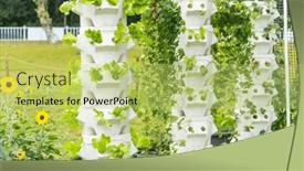  Presentation with hydroponics - Presentation design having fresh-organic-green-leaves-lettuce background and a yellow colored foreground