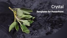  Presentation with sage - PPT layouts having fresh organic green sage branch background and a  colored foreground