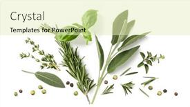  Presentation with oregano - Presentation theme consisting of fresh-organic-mediterranean-herbs background and a soft green colored foreground