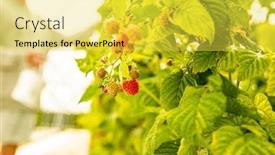 Presentation with harvest - PPT theme enhanced with fresh-organic-raw-raspberries-growing background and a yellow colored foreground