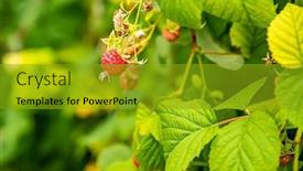  Presentation with harvest - Theme consisting of fresh-organic-raw-raspberries-growing background and a gold colored foreground