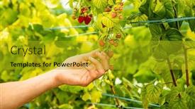  Presentation with harvest - Slide deck having fresh-organic-raw-raspberries-growing background and a gold colored foreground