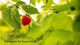  Presentation with harvest - PPT layouts consisting of fresh-organic-raw-raspberries-growing background and a gold colored foreground