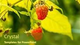  Presentation with harvest - PPT theme enhanced with fresh-organic-raw-raspberries-growing background and a tawny brown colored foreground