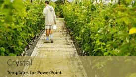  Presentation with harvest - PPT theme with fresh-organic-raw-raspberries-growing background and a yellow colored foreground