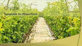  Presentation with high quality - Presentation design featuring fresh-organic-raw-raspberries-growing background and a yellow colored foreground