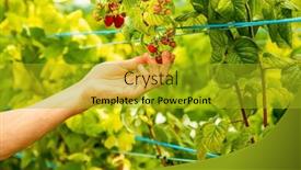  Presentation with harvest - Presentation having fresh-organic-raw-raspberries-growing background and a gold colored foreground