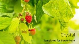  Presentation with harvest - Slide set enhanced with fresh-organic-raw-raspberries-growing background and a gold colored foreground