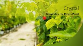  Presentation with high quality - Slide deck featuring fresh-organic-raw-raspberries-growing background and a gold colored foreground