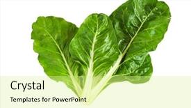  Presentation with swiss chard - Beautiful slides featuring fresh organic swiss chard backdrop and a blonde colored foreground