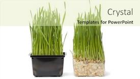  Presentation with plastic container - Presentation theme having fresh organic wheat grass in and without a plastic container isolated on white background background and a soft green colored foreground