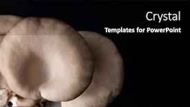  Presentation with oyster - PPT layouts with fresh-oyster-mushroom-on-black background and a black colored foreground