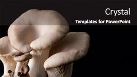  Presentation with oyster - Colorful slide deck enhanced with fresh-oyster-mushroom-on-black backdrop and a dark gray colored foreground