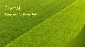  Presentation with paddy field - PPT theme having fresh-paddy-rice-field-meadow background and a tawny brown colored foreground