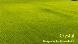  Presentation with rice paddy - PPT theme with fresh-paddy-rice-field-meadow background and a tawny brown colored foreground
