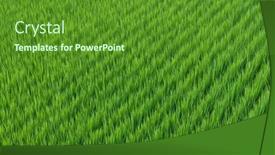  Presentation with paddy field - Presentation theme consisting of fresh-paddy-rice-field-meadow background and a tawny brown colored foreground