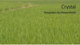  Presentation with paddy field - Audience pleasing PPT theme consisting of  backdrop and a  colored foreground