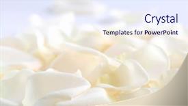  Presentation with white rose - PPT theme featuring fresh pale rose petals background and a sky blue colored foreground