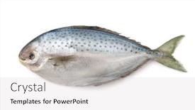  Presentation with fish - Colorful PPT theme enhanced with fresh-pampanito-fish-isolated backdrop and a light gray colored foreground