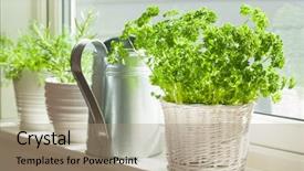  Presentation with herb - Colorful slide deck enhanced with parsley herb in white pot backdrop and a  colored foreground