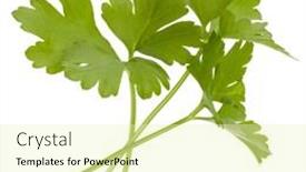  Presentation with herb - PPT theme with fresh-parsley-herb-leaves-isolated background and a soft green colored foreground