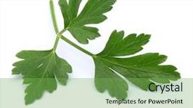  Presentation with herb - Amazing slides having fresh parsley herb leaves isolated on white background cutout backdrop and a seafoam green colored foreground