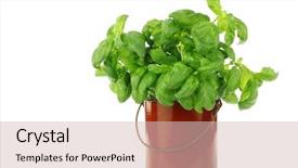  Presentation with enamel - PPT theme enhanced with fresh parsley in an enamel cooking pot on a white background background and a soft green colored foreground