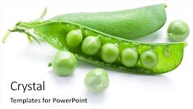  Presentation with peas - Amazing PPT theme having fresh peas are contained within a pod isolated on a white background backdrop and a white colored foreground