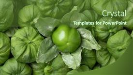  Presentation with green - PPT layouts consisting of fresh-peeled-green-tomatillo background and a tawny brown colored foreground