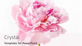  Presentation with peony - PPT theme enhanced with fresh-peony-flower background and a lemonade colored foreground
