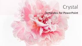  Presentation with peony - Presentation design consisting of fresh-peony-flower background and a lemonade colored foreground