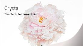  Presentation with peony - Theme consisting of fresh-peony-on-the-white background and a white colored foreground