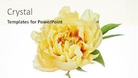  Presentation with peony - Slides with fresh-peony-on-the-white background and a blonde colored foreground