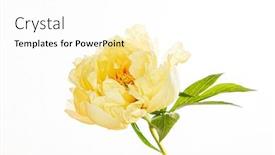  Presentation with peony - Colorful theme enhanced with fresh-peony-on-the-white backdrop and a white colored foreground