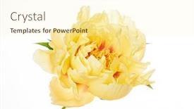  Presentation with peony - Amazing theme having fresh-peony-on-the-white backdrop and a cream colored foreground