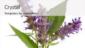  Presentation with peppermint - Audience pleasing slide deck consisting of fresh peppermint herb and flowers backdrop and a white colored foreground