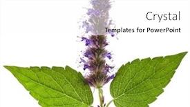  Presentation with peppermint - Beautiful slide deck featuring ment - fresh peppermint herb and flowers backdrop and a white colored foreground