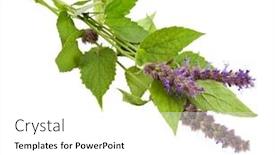  Presentation with peppermint - Amazing PPT layouts having fresh-peppermint-herb-isolated backdrop and a white colored foreground